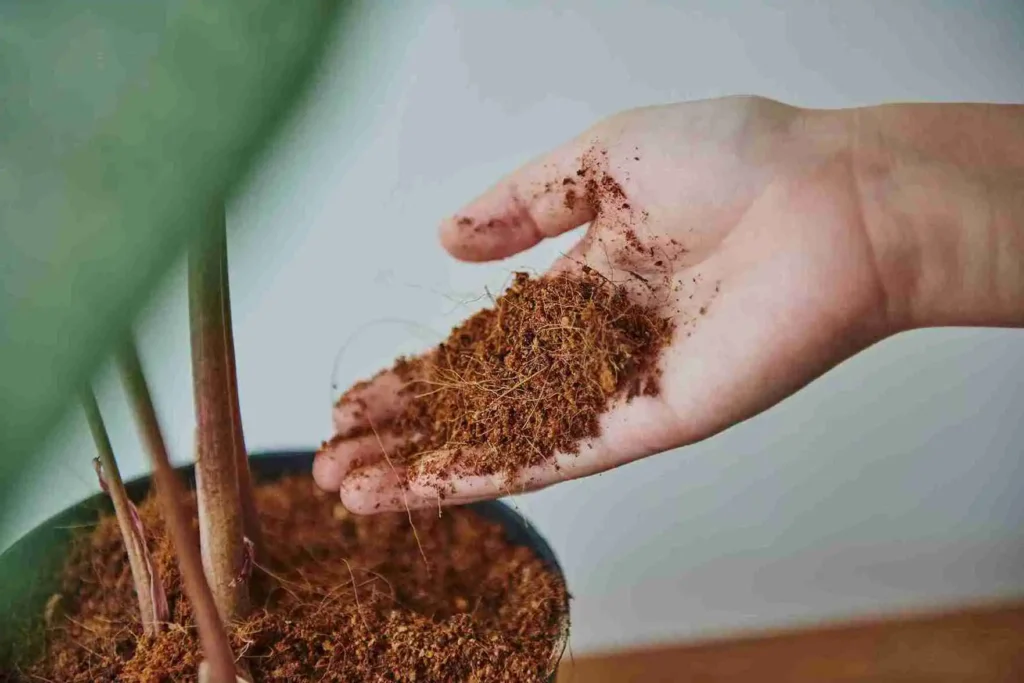 woman repotting houseplant 11zon 11zon optimized